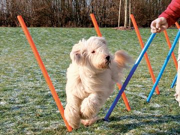 Zobrazit detail produktu - Překážka TRIXIE tyče slalom  Obrázek Překážka TRIXIE tyče slalom