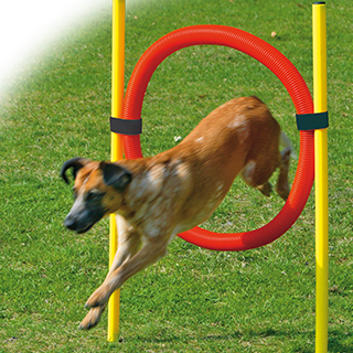 Picture for category Agility