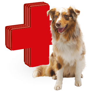 Picture for category vitamins and medicines for dogs
